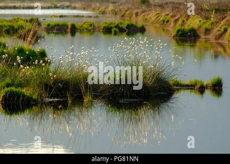 Allemagne, Berlin, Chiemgau, près de Grassau, Kendlmuehlfilzen, hill moor, réserve naturelle, zone renaturated la linaigrette, le matin li Banque D'Images