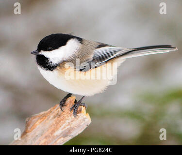 Oiseau mésange perchée sur une branche bénéficiant de son et de l'environnement tout en exposant son corps, tête, yeux, bec, avec un joli plumage bokeh. Banque D'Images