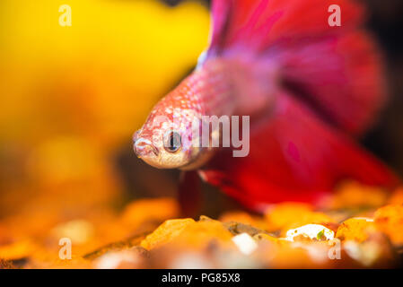 Le rouge et le blanc le betta dans un aquarium. Banque D'Images
