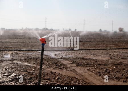 Système d'aspersion arrosage récemment planté des graines dans un champ dans l'Imperial Valley, Calfornia, United States. Banque D'Images