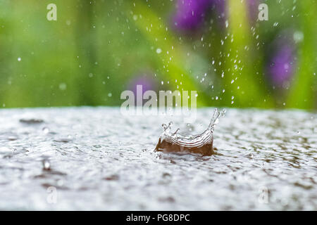 Stirlingshire, Ecosse, Royaume-Uni. 24 Aug, 2018. uk - la pluie qui tombe dans la baignoire d'oiseaux lors de fortes averses dans Stirlingshire Crédit : Kay Roxby/Alamy Live News Banque D'Images