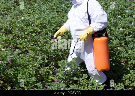 La pulvérisation d'un potager avec des substances toxiques, la protection des légumes avec des herbicides, pesticides ou insecticides Banque D'Images