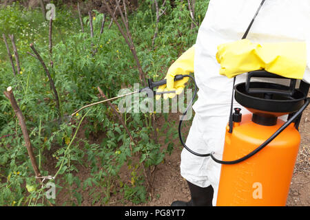 La pulvérisation d'un potager avec des substances toxiques, la protection des légumes avec des herbicides, pesticides ou insecticides Banque D'Images