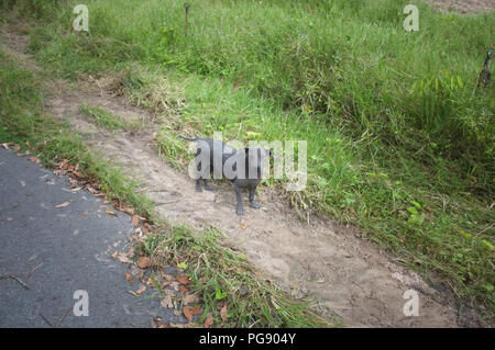 Chien errant solitaire la gale à pied sur la route Banque D'Images