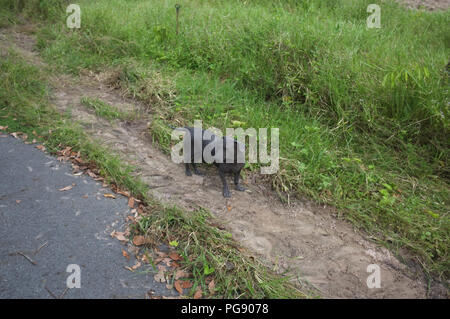 Chien errant solitaire la gale à pied sur la route Banque D'Images