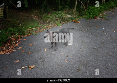 Chien errant solitaire la gale à pied sur la route Banque D'Images