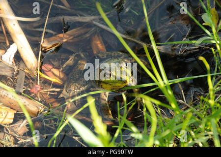 Frog sitting on a log dans l'eau exposition green corps, tête, jambes, yeux, jambes, avec le feuillage et profiter de son environnement et de ses environs, photo. Banque D'Images