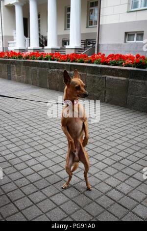 Faire une promenade à pied Banque D'Images