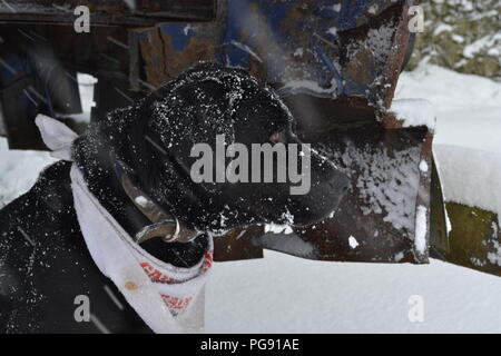 Cela a été pris lors de fortes chutes de neige en Irlande. Ce chien a pris l'abri sous un vieux camion car la neige tombée autour d'elle. Banque D'Images