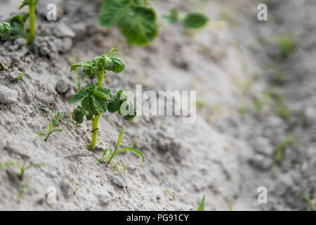 Jeune pomme de terre sur la couverture du sol. Close-up de l'usine. Les pousses vertes de jeunes plants de pommes de terre de la germination de l'argile au printemps Banque D'Images