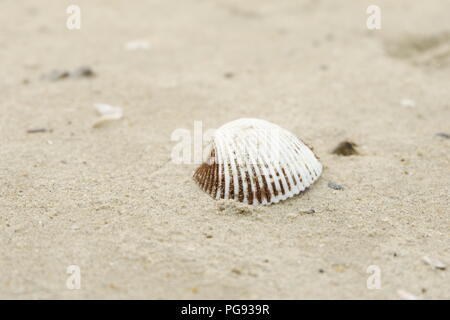 Oh la plage coquillage Banque D'Images