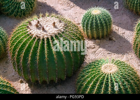 Le beau groupe des grands cactus vert planté dans un jardin désert botanique avec lumière du soleil du soir. Banque D'Images