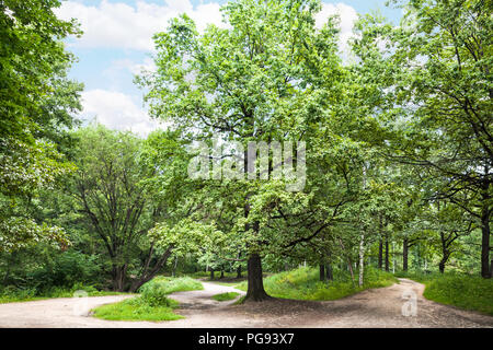 Grand Chêne arbre dans Timiryazevskiy park de Moscou le jour d'été ensoleillé Banque D'Images