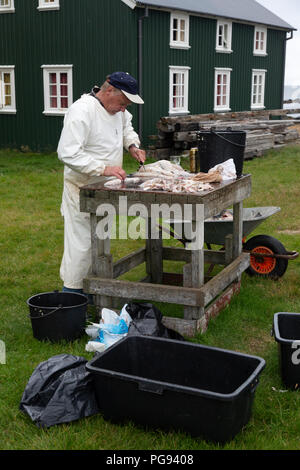 Un pêcheur de fileter le poisson (COD) sur l'île de Flatey au large des Fjords ouest de l'Islande. Banque D'Images