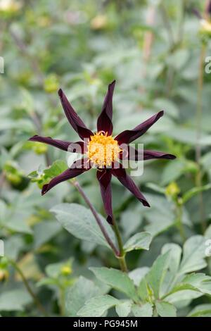 Dahlia 'Verrone obsidienne du'. Fleur Dahlia Star Banque D'Images