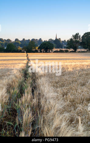 Hordeum vulgare. Lumière du matin sur un champ d'orge en été. Rois Sutton, Northamptonshire, Angleterre Banque D'Images