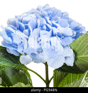 Flowerhead d'hortensia fleur close up isolé sur fond blanc Banque D'Images