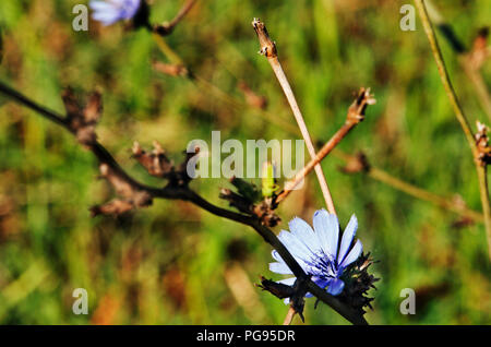 Fleurs bleu vif de chicorée commune sur une branche , focus sélectif , l'usine est également appelé daisy bleu ou bleu le pissenlit Banque D'Images