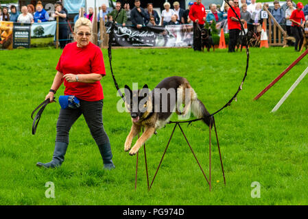 L'équipe de chien Shaun Raywood au show de Hawkshead dans Cumbria Banque D'Images