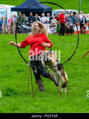 L'équipe de chien Shaun Raywood au show de Hawkshead dans Cumbria Banque D'Images