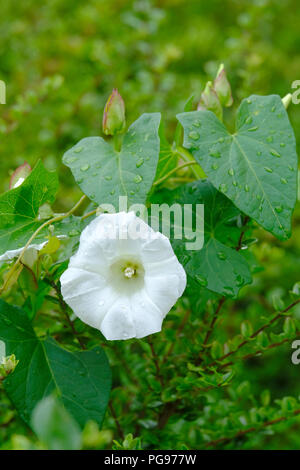 Liseron des champs blanc unique fleur après la pluie douche Banque D'Images