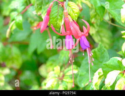 Clair rose et lilas fleurs Fuschia à la fin de l'été - variété inconnu Banque D'Images