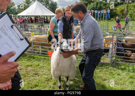 À en juger l'ensemble des moutons Champion à l'Hawkshead Show en Cumbria Banque D'Images