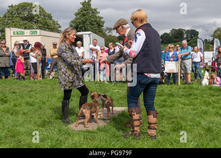 À en juger dans le terrier de travail catégorie à la Hawkshead Show en Cumbria Banque D'Images