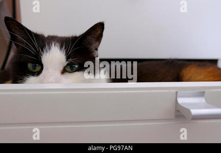 Le noir et blanc chat domestique se cachant dans une commode Banque D'Images