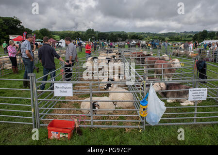 Se préparer pour le jugement des moutons à Hawkshead Show en Cumbria Banque D'Images