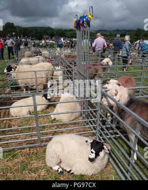 Se préparer pour le jugement des moutons à Hawkshead Show en Cumbria Banque D'Images