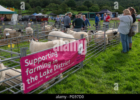 Se préparer pour le jugement des moutons à Hawkshead Show en Cumbria Banque D'Images