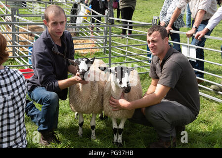 À en juger d'une paire de Mule mouton à l'Hawkshead Show en Cumbria Banque D'Images