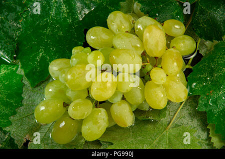 Vue de dessus d'une grappe de raisin humide avec des gouttes d'eau sur les feuilles de vigne Banque D'Images
