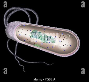 Cellule bactérienne. Illustration en coupe de la structure interne d'une cellule bactérienne typique. Les cellules bactériennes n'ont pas un noyau lié à la membrane ou orga Banque D'Images