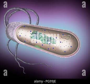 Cellule bactérienne. Illustration en coupe de la structure interne d'une cellule bactérienne typique. Les cellules bactériennes n'ont pas un noyau lié à la membrane ou orga Banque D'Images