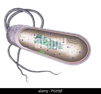 Cellule bactérienne. Illustration en coupe de la structure interne d'une cellule bactérienne typique. Les cellules bactériennes n'ont pas un noyau lié à la membrane ou orga Banque D'Images