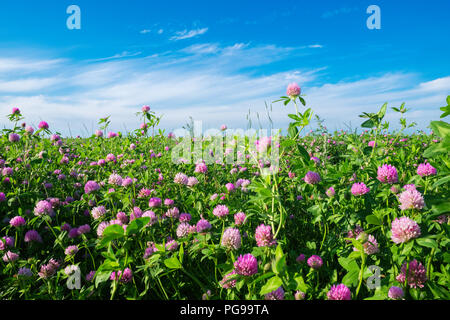 Prairie trèfle rose et bleu ciel. Trifolium pratense fleurs dans champ. Banque D'Images