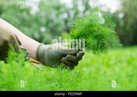 Les mains de jardinier de l'aneth frais coupe branches avec des ciseaux de jardin. Banque D'Images