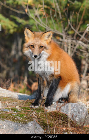 Red Fox animal close-up Vue de profil dans son environnement et ses environs. Banque D'Images