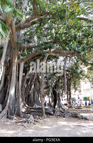 Le Ficus centenaire de la ville. Palerme, Sicile. Italie Banque D'Images