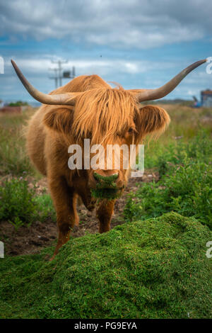 Une Orange Highland vache mange l'herbe sur l'île de Mull, en Ecosse Banque D'Images