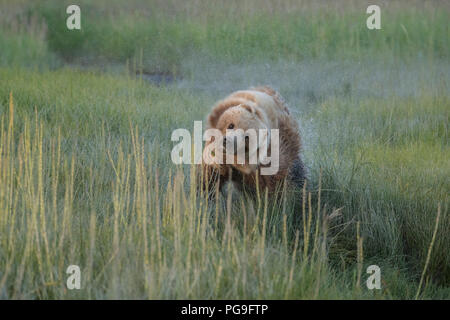 La côte de l'Alaska l'ours brun, Lake Clark National Park Banque D'Images