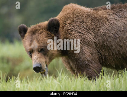 Le grizzli, l'ours brun, Ursus arctos, qui se nourrissent de carex dans l'entrée d'Khutzeymateen, British Columbia, Canada Banque D'Images