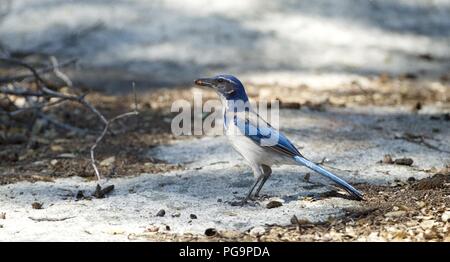 Western Scrub-Jay (Aphelocoma californica) avec de grands insectes, Bass Lake, Californie Banque D'Images