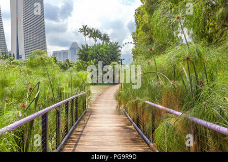 Un jardin parmi les gratte-ciel dans le centre de Singapour. Un sentier de marche en bois le long du lac avec des fleurs vertes. Gardens by the bay Banque D'Images