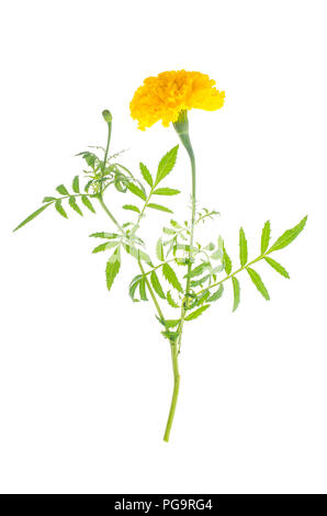 Des soucis avec orange jaune fleur sur fond blanc. Studio Photo Banque D'Images