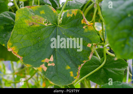 Maladies et ravageurs sur les feuilles de concombres. Studio Photo Banque D'Images