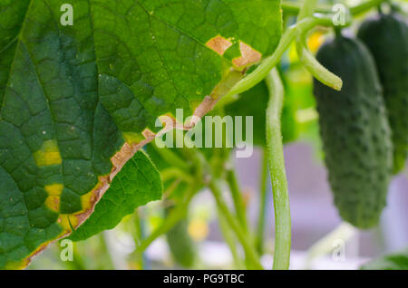 Maladies et ravageurs sur les feuilles de concombres. Studio Photo Banque D'Images