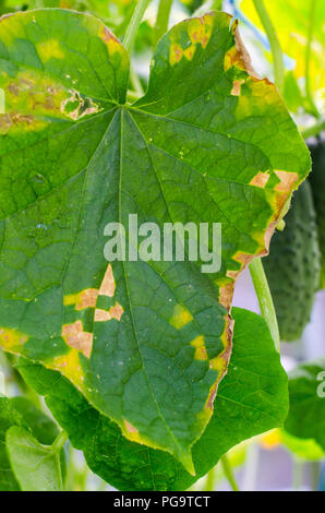 Maladies et ravageurs sur les feuilles de concombres. Studio Photo ...